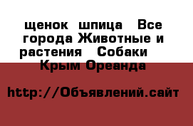 щенок  шпица - Все города Животные и растения » Собаки   . Крым,Ореанда